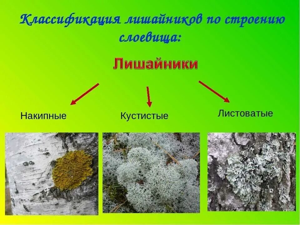 Описание лишайника по следующему плану. Накипные листоватые кустистые. Лишайники накипные листоватые кустистые. Накипной таллом лишайника. Группы лишайников: накипные, листоватые, кустистые.