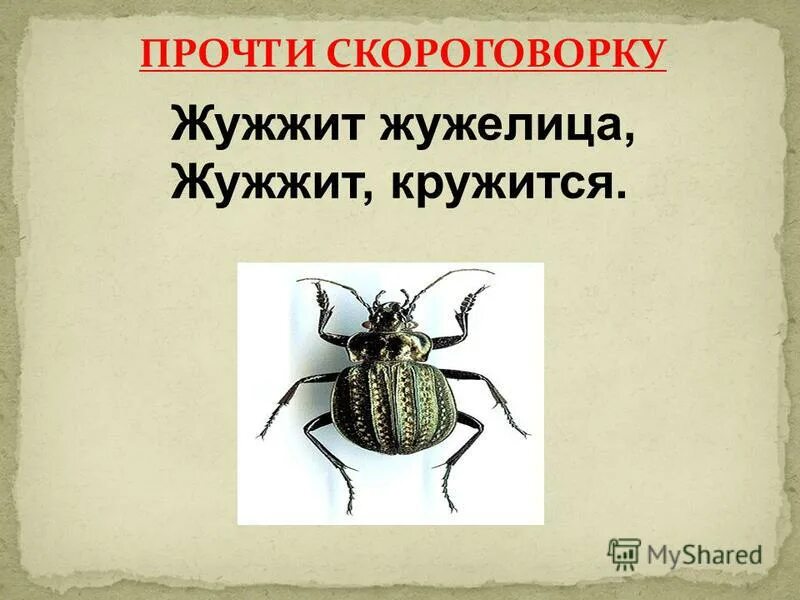 Жужжит жужелица. Жужжит жужелица скороговорка. Скороговорка про жужелицу. Скороговорка на жужжащие. Перенос слова жужжат