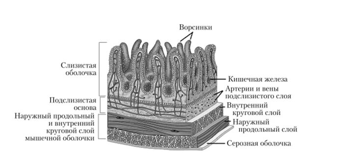 Строение оболочек тонкой кишки. Тонкого кишечника (строение стенки кишечника, ворсинки).. Строение стенки тонкой кишки анатомия. План строения стенки тонкого кишечника гистология.