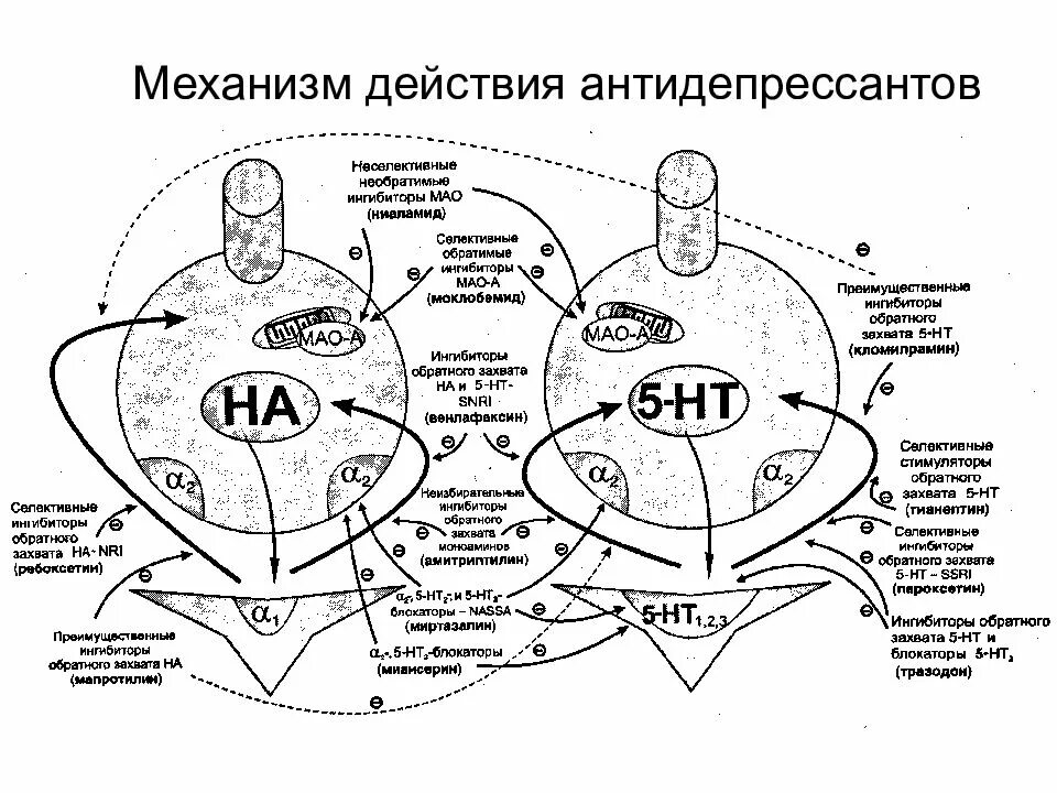 Антидепрессанты в крови. Механизм действия антидепрессантов схема. Механизм действия антидепрессантов фармакология схема. Механизм действия трициклических антидепрессантов. Механизм действия трициклических антидепрессантов схема.