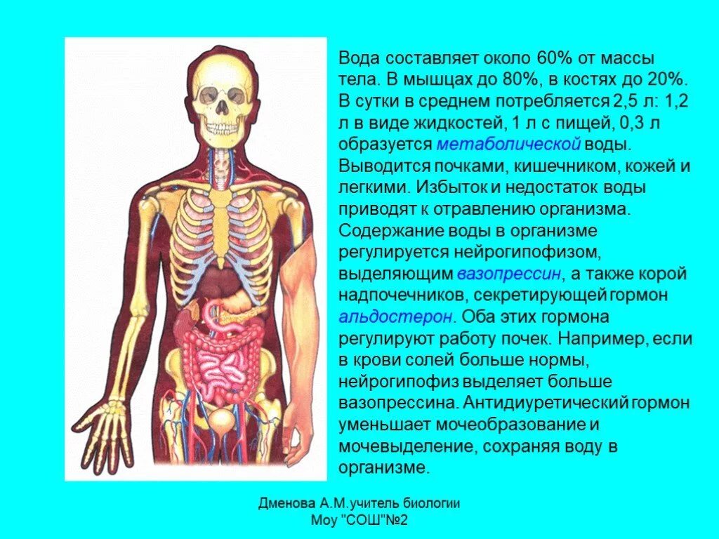 Вода в организме человека. Вода в костях. Вода в организме человека для презентации. Функции воды в организме человека. Организм накапливает воду