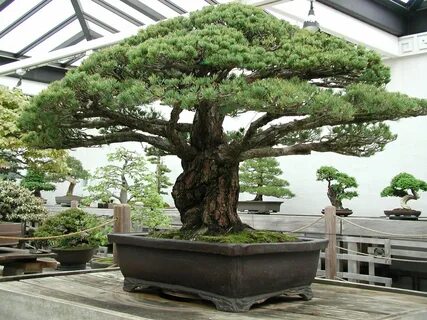 Nearly 400-Year-Old Bonsai Tree that survived the Hiroshima Blast Икебана, ...