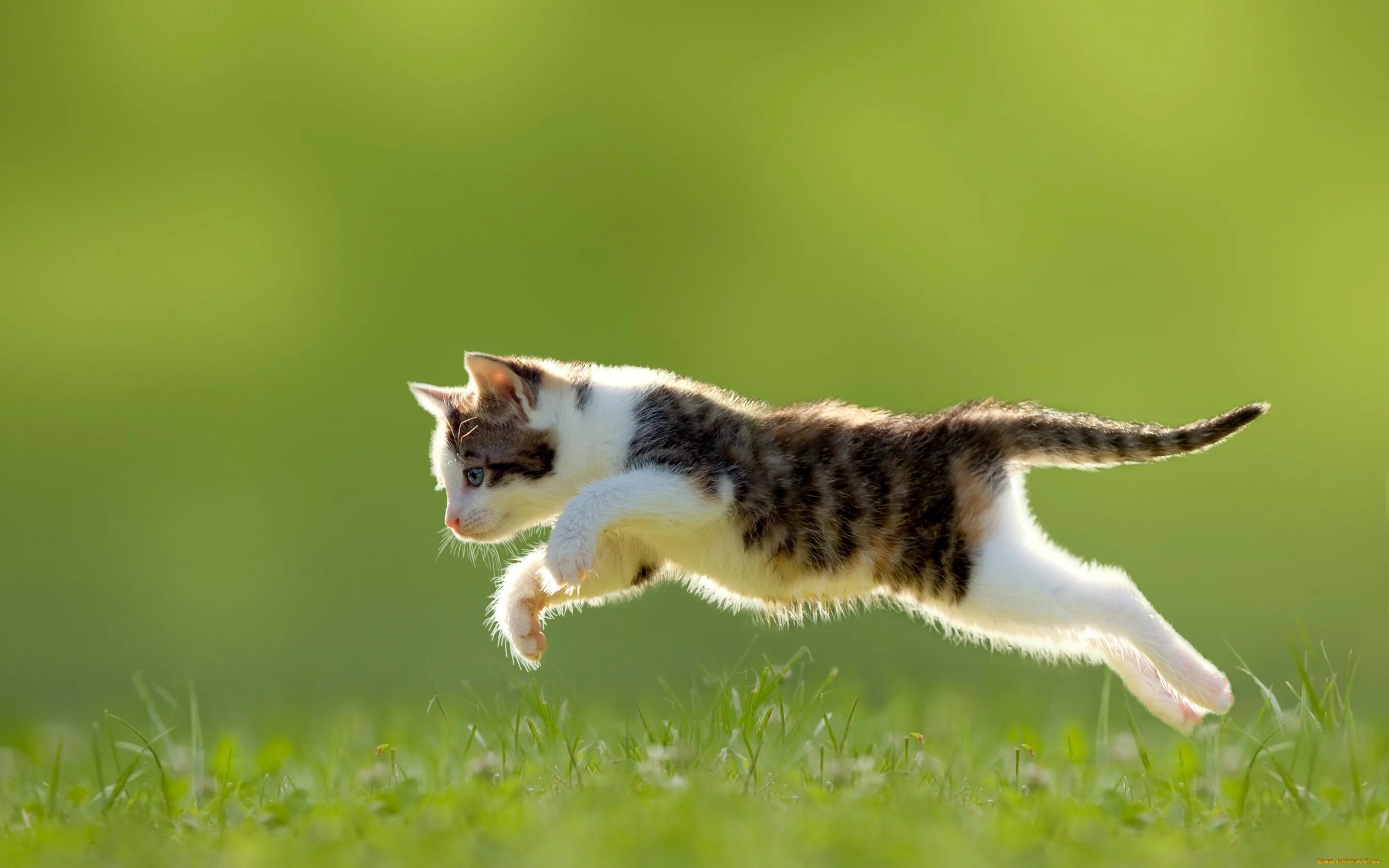 Кошка в прыжке. Кошка бежит. Кошка в движении. Летние животные.