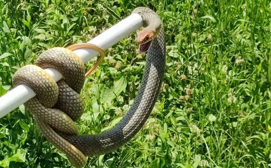 Resort workers in Sochi was shocked by a snake crawling along the city beach Is 