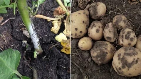 Клубни картофеля ботва