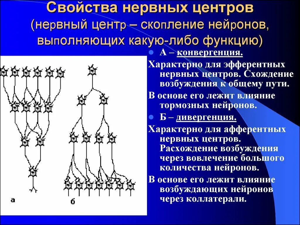 Схема конвергенции и дивергенции в ЦНС. Конвергенция физиология. Конвергенция нейронов. Конвергенция возбуждения.