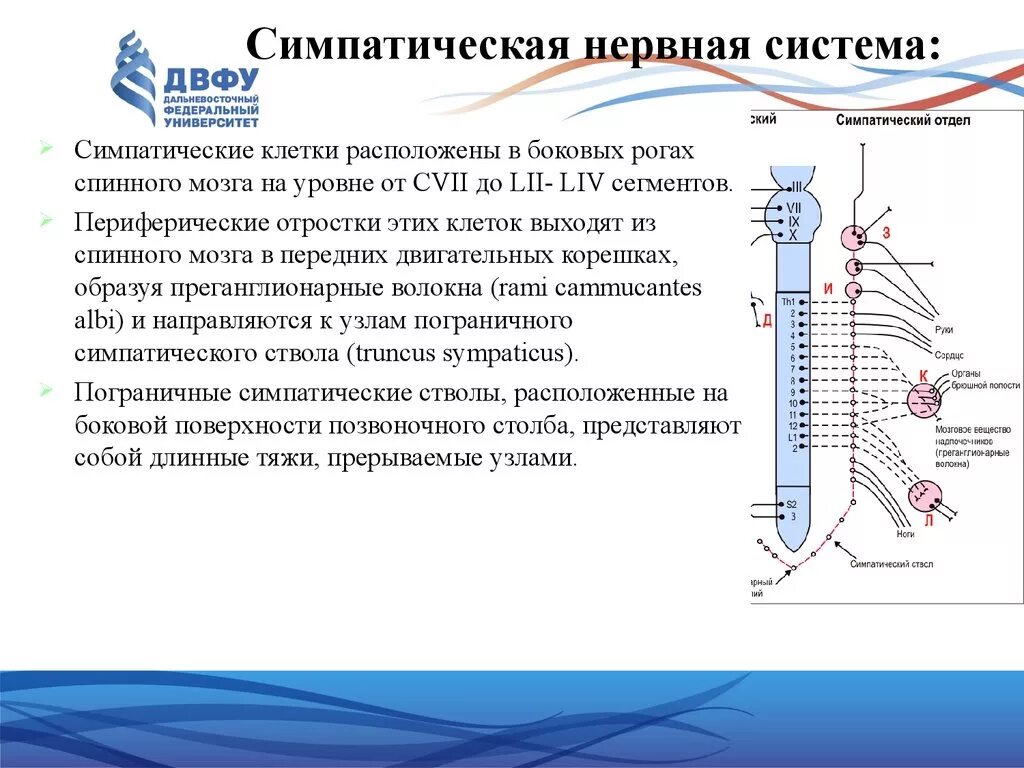 Укажите симпатические нервы. Строение симпатической системы кратко. Строение симпатической нервной системы. Боковой Рог спинного мозга вегетативной нервной системы. Симпатитеческая нернаясистема.