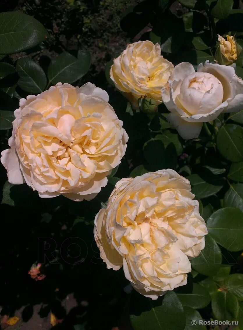 роза марианджела мелато энциклопедия роз. королевство роз отзывы. королевство роз отзывы. Sangerhauser jubilaumsrose роза. королевство роз интернет магазин саженцев.