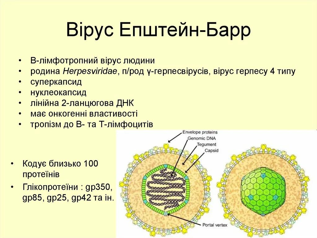 Структура вириона вируса Эпштейна-Барр. Вэб вирус Эпштейна Барр. Вирус Эпштейна-Барр структура. Вирус Эпштейна Барра строение.