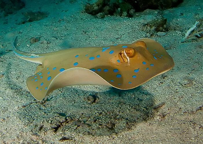 скат орляк пятнистый. черноморский скат хвостокол. скат орляк пятнистый. пятнистый скат хвостокол. скат хвостокол.