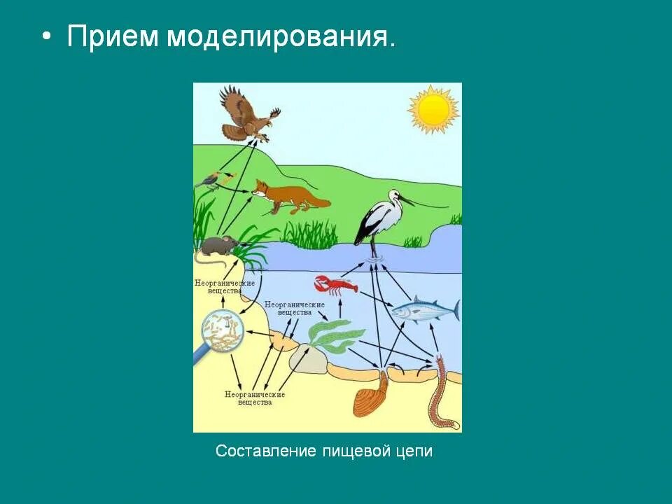 Пример моделирования в биологии. Приёмы моделирования биология. моделирование метода в биологии. моделирование на уроках биологии. моделирование метод исследования в биологии.