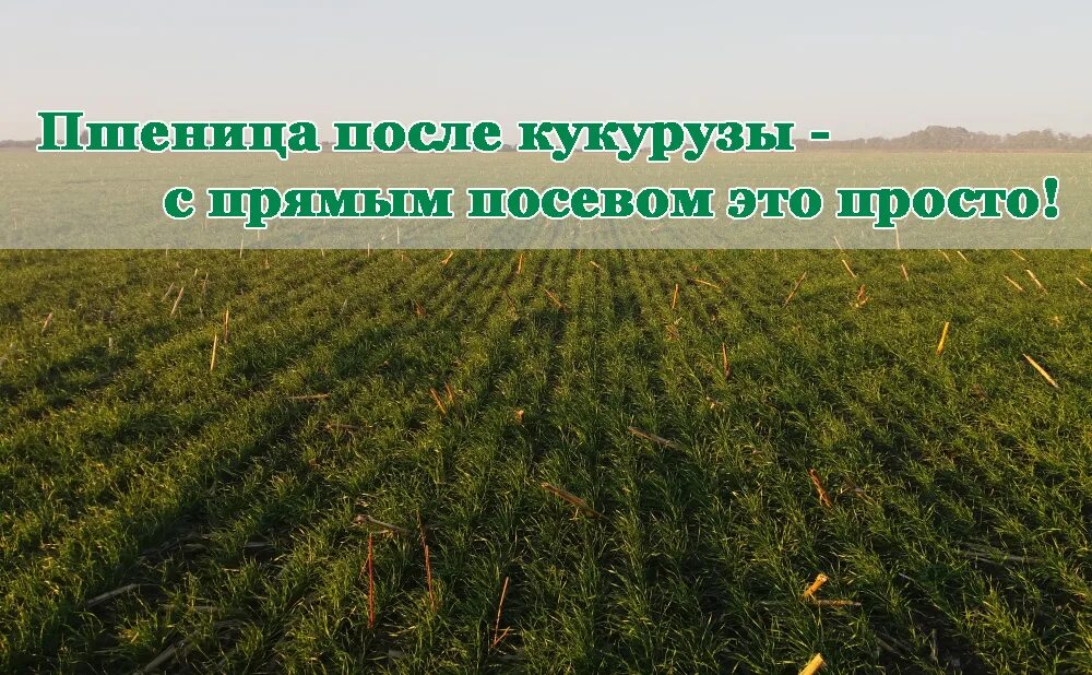 Лучший предшественник для озимой. Севооборот озимой пшеницы. севооборот ярового ячменя. предшественники озимой пшеницы в севообороте. предшественники яровой пшеницы.