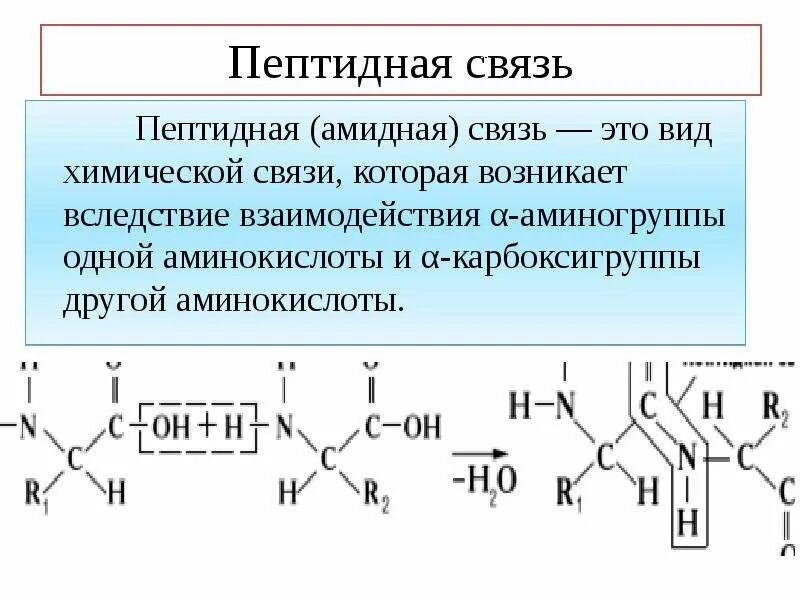 Образование пептидной связи происходит в. Пептидная амидная группа. Пептидная и амидная связь. Пептидноамидная связь. Пептидная связь формула.