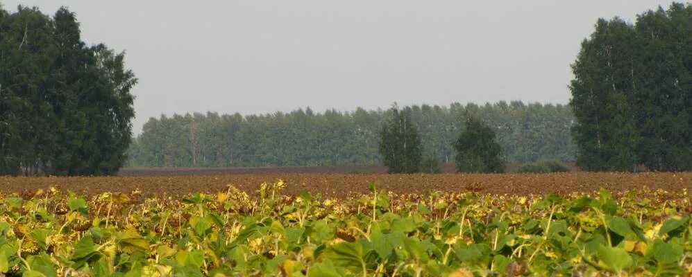 Погода в никольском тамбовской области. Никольское Тамбовская Петровский район. Тамбовская обл Петровский район село Никольское. Село Никольское Первомайского района Тамбовской области. Фото Тамбовской области Петровского района осенью.