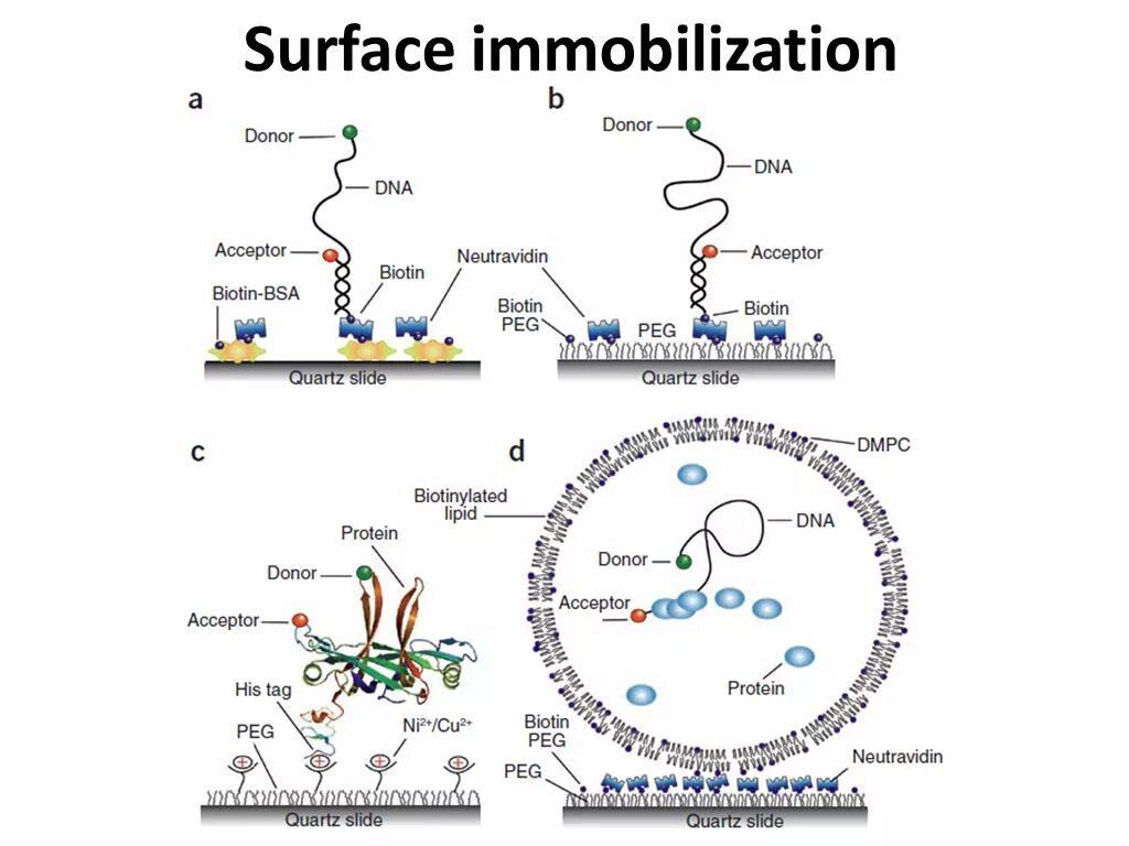 Immobilization vector. DNA ZIF 8 immobilization. Immobilisation of RNA on surface.