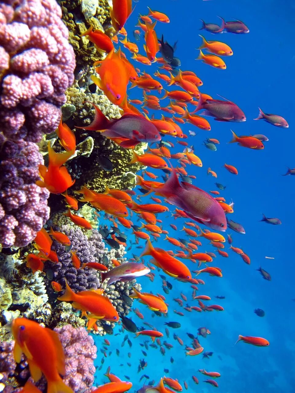Рас Мохаммед коралловые рифы. Риф коралловый 54546. Рас Мухаммед Шарм-Эль-Шейх. Коралловый Барьерный риф рыбы.