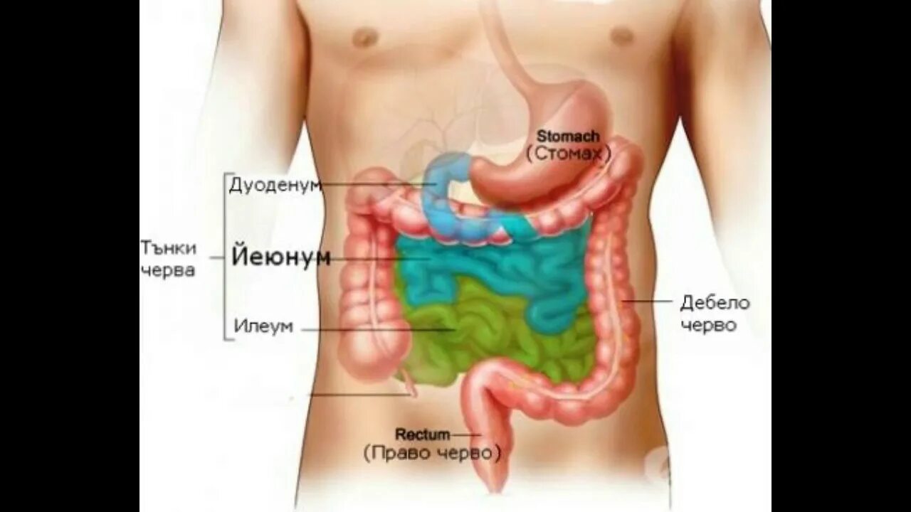 Как запустить желудок и кишечник. Как запустить желудок и кишечник