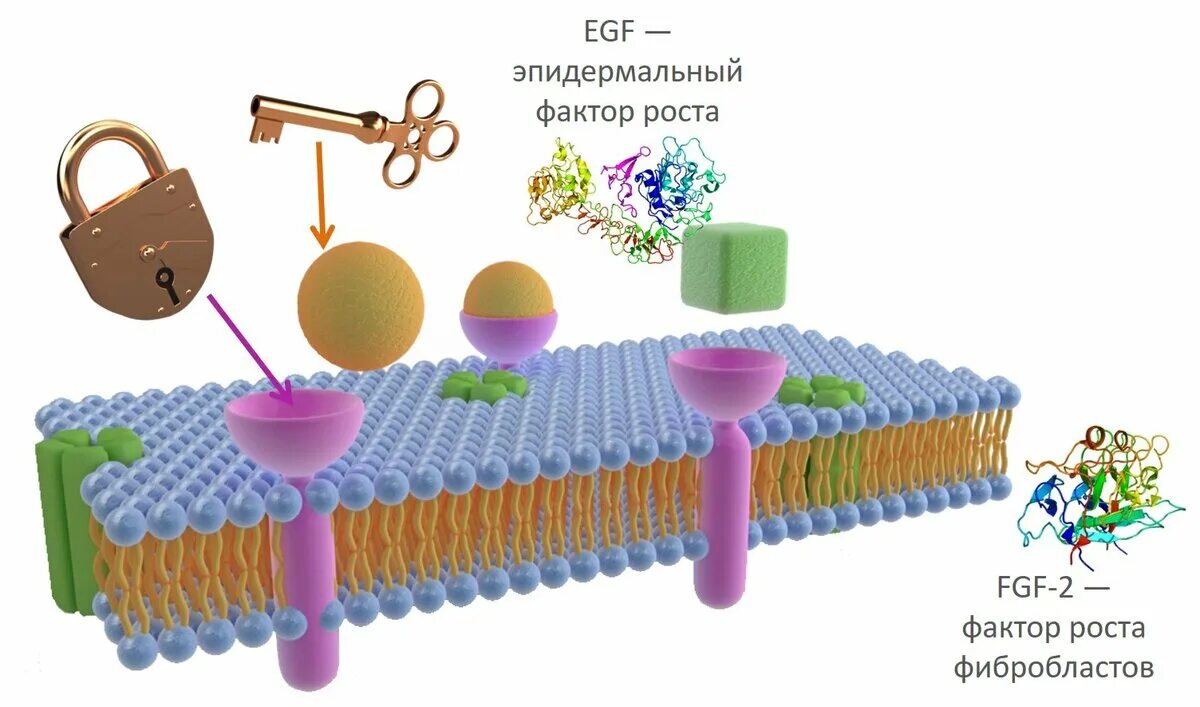 Факторы роста. Фактор клеточного роста. Факторы роста биохимия. Факторы роста строение. Сайт фактор роста