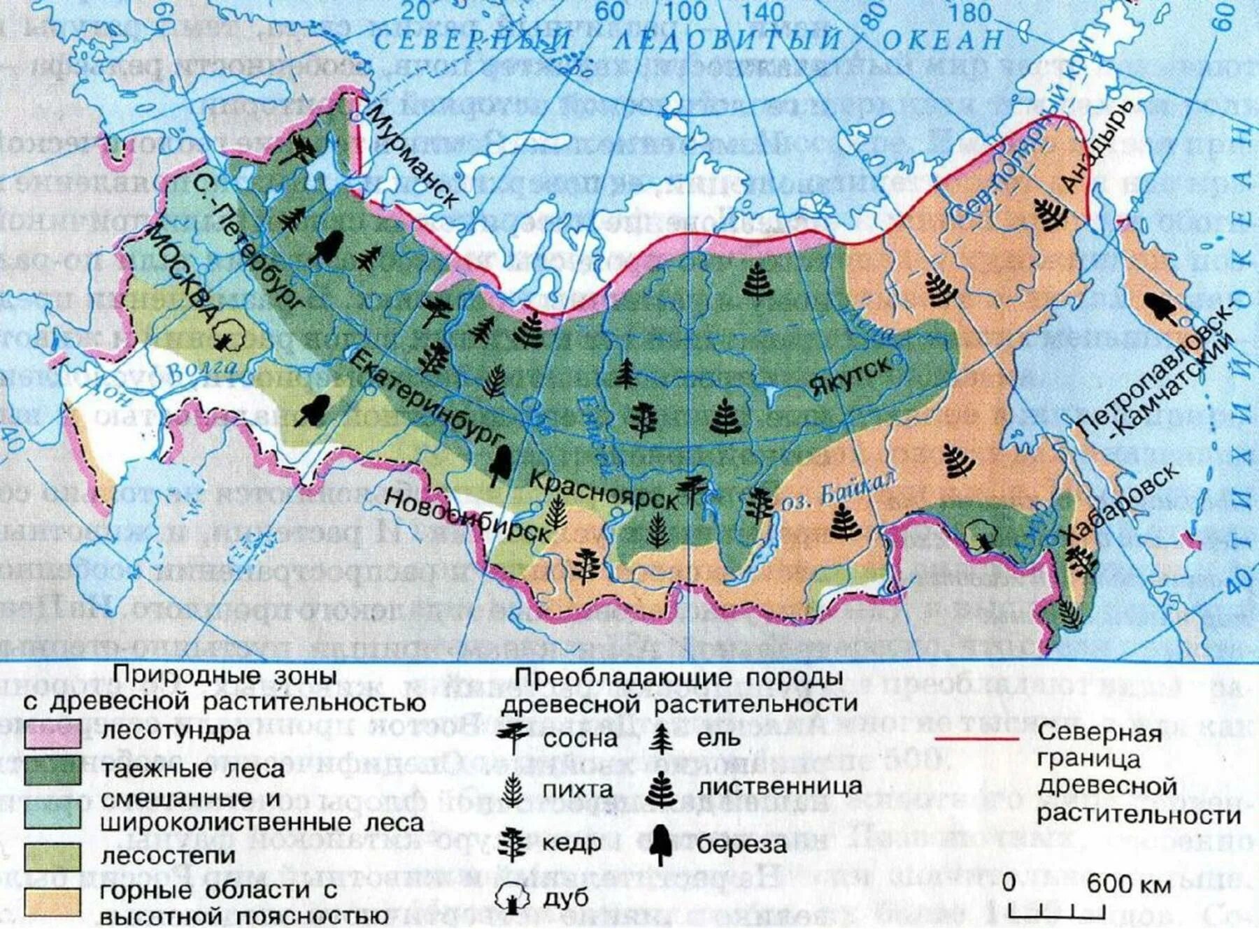 Растительная карта россии. Карта природных карта природных зон России. Карта природных зон России с растениями. Карта природных зон России 8 класс география. Природные зоны растения и животные России карта.