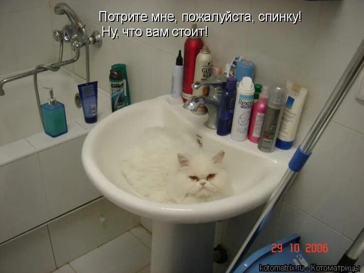 Спинку пошоркаю. Спинку потереть картинки. Котенок купается. Мама попросила потереть спинку. Котик в ванне.