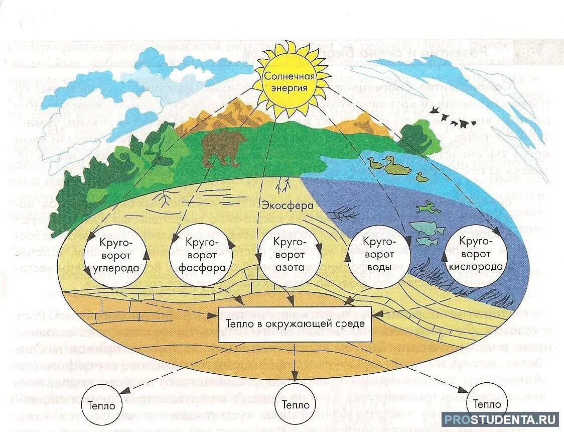 Самая большая экосистема на земле. Биосфера круговорот веществ в биосфере. Круговорот химических элементов в биосфере схема. Круговорот веществ и поток энергии в биосфере. Важнейшие круговороты веществ и потоки энергии в биосфере.