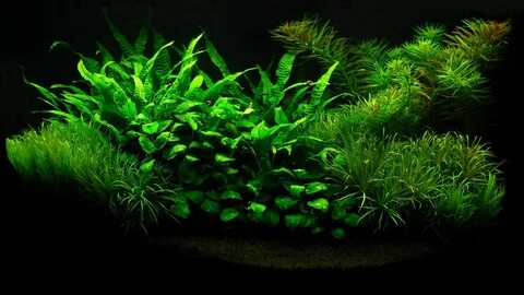 Plant aqua