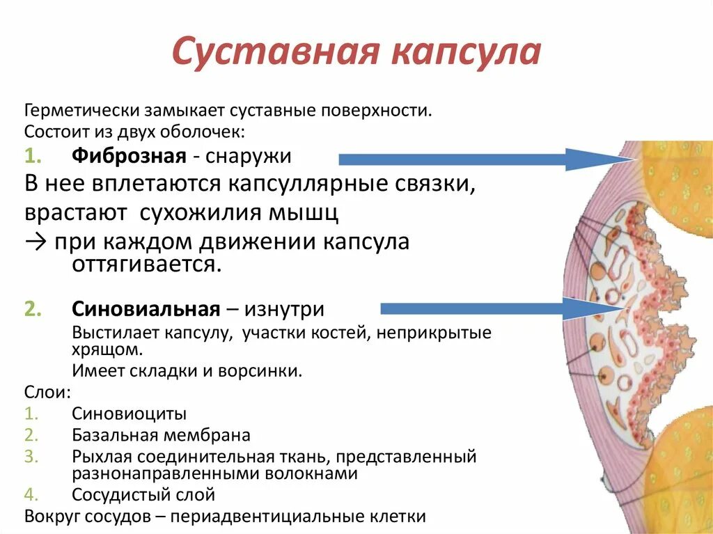 Суставная капсула мембраны. Суставная капсула строение. Что такое суставная капсула в анатомии. Строение суставной капсулы. Функции фиброзной оболочки