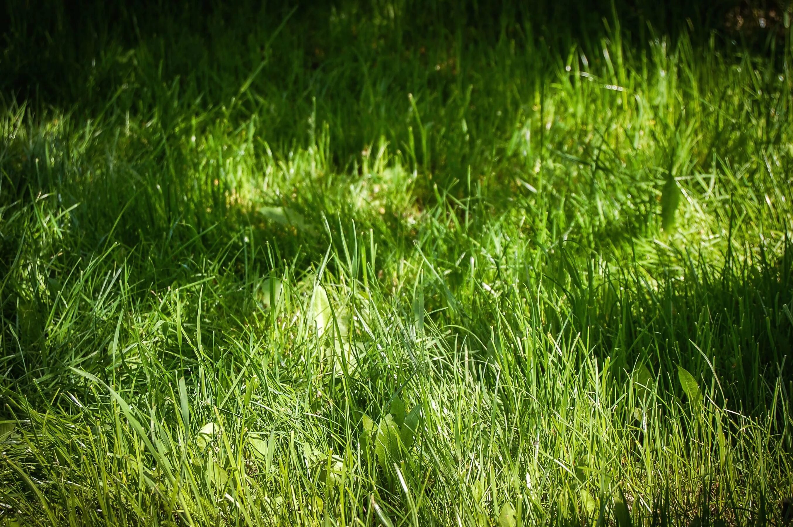 Трава зелена вопрос. Трава. Зеленая трава. Зеленый газон. Grass трава.