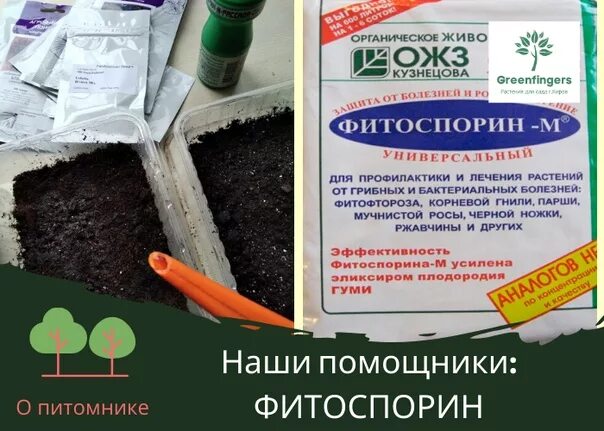 Обработка земли фитоспорином. Фитоспорин для орхидей. Фитоспорин почва в теплице. Пролить грунт для рассады фитоспорином. Фитоспорин для рассады томатов.