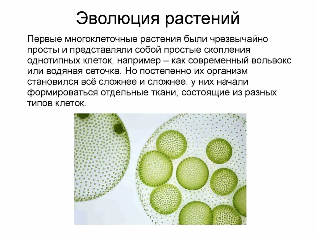 Как выглядит вольвокс. Одноклеточные водоросли вольвокс. вольвокс колониальный организм.
