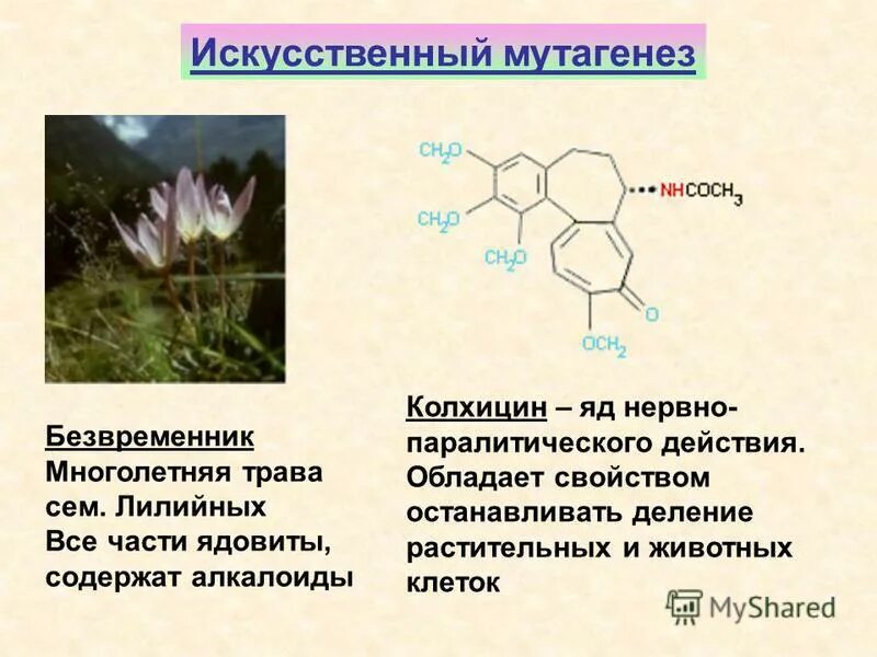 Алкалоидный колхицин. Клеточная инженерия культивирование. Жизненный цикл жгутиконосцев. Полиплоидизация. Клеточная инженерия презентация 10 класс.