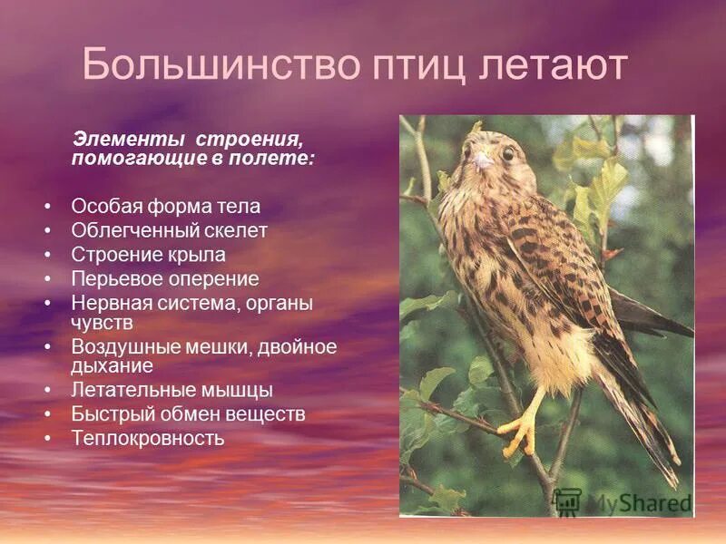 Благодаря чему птицы летают. Какая особенность строения позволяет птицам летать. Особенности внешнего строения пти. Какие особенности строения птиц позволяют им летать. Какая особенность строения позволяет птицам летать.