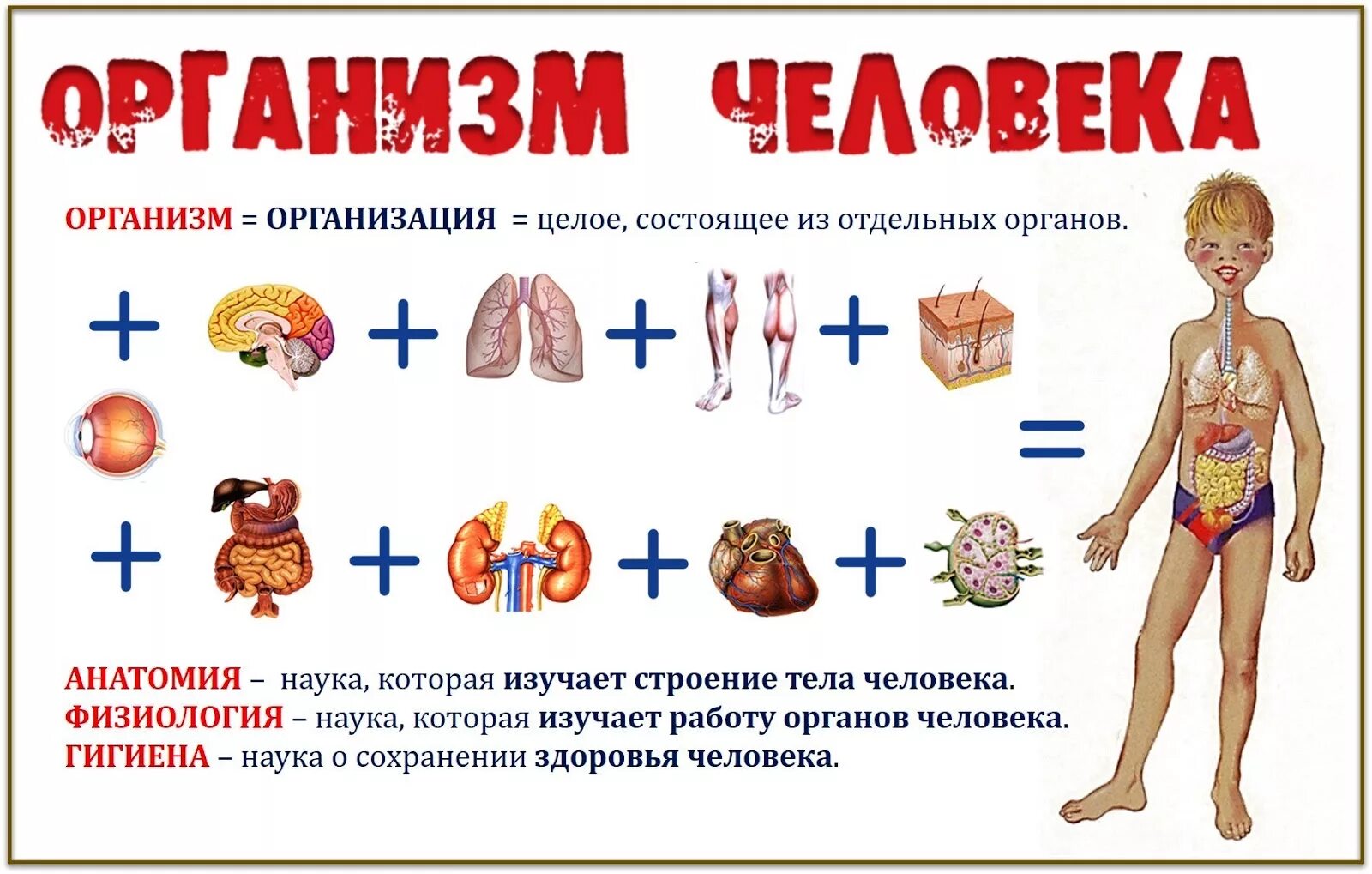 Органы человека. Строение тела человека. Органы человека картинка. Строение человеческого организма. Сколько в организме органов