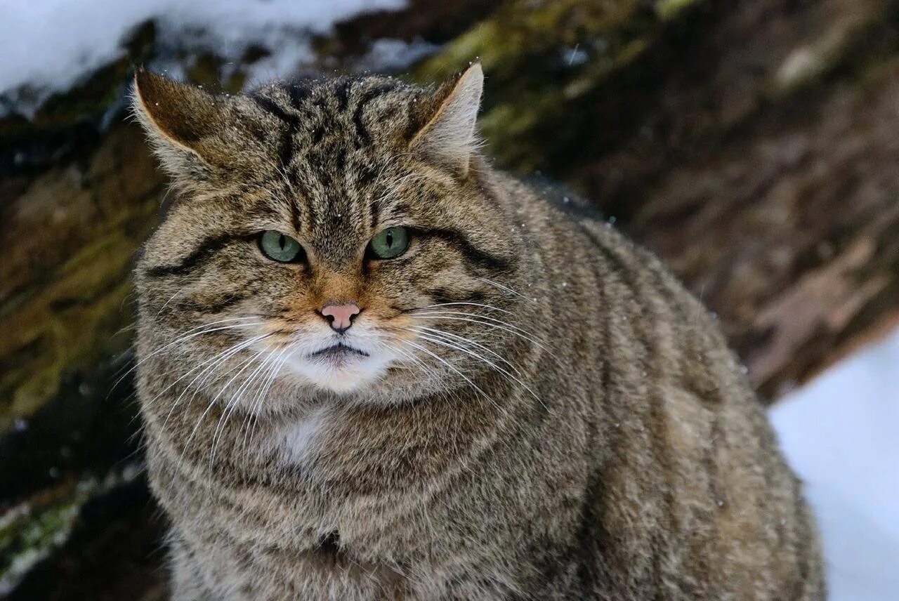 Как выглядел 1 кот. Кавказская лесная кошка felis silvestris caucasica. европейский лесной кот камышовый. шотландская лесная кошка. европейская дикая лесная кошка короткошёрстная.