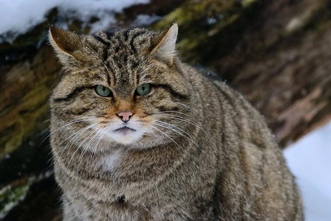 Кавказская Лесная кошка Felis Silvestris Caucasica. Европейский Лесной кот камышовый. Европейская Дикая Лесная кошка короткошёрстная. Среднеевропейский дикий Лесной кот.