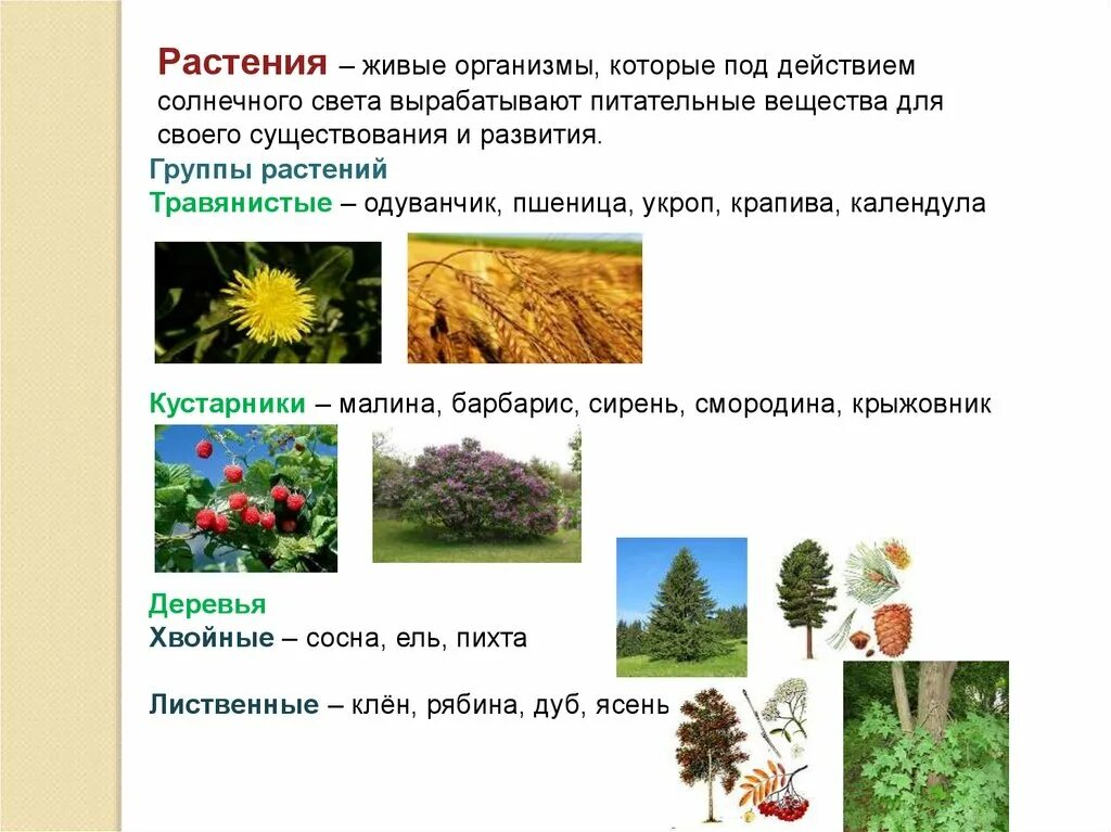 Почему растения живые организмы. Растение живой организм. Растения живые существа. Растения живой организм 3 класс. Растения живой организм 7 класс.