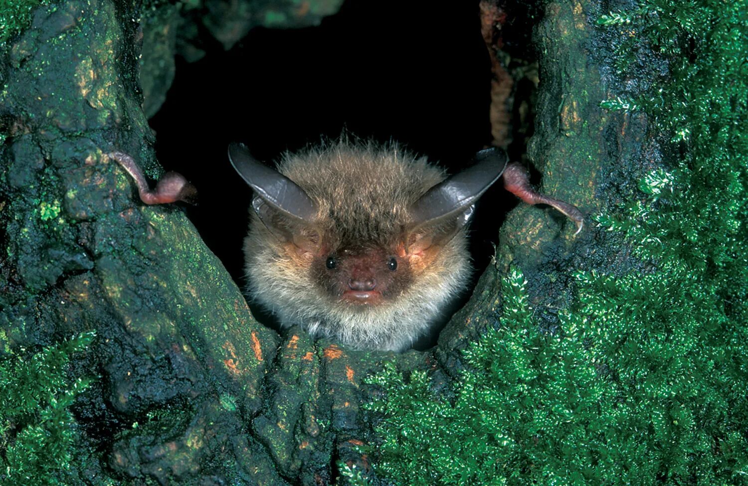 летучие мыши обитание. нильский крылан скелет. свиноносая летучая мышь. кожан летучая мышь. индийская летучая лисица.