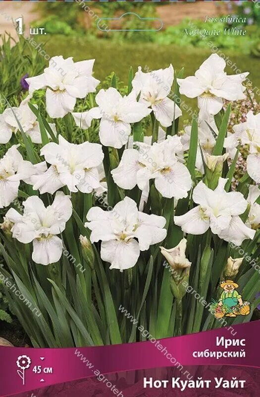 Ирис сибирский уайт свирл. Ирис нот куайт уайт. Quite white. Quite white. Ирис сибирский нот квайт вайт.