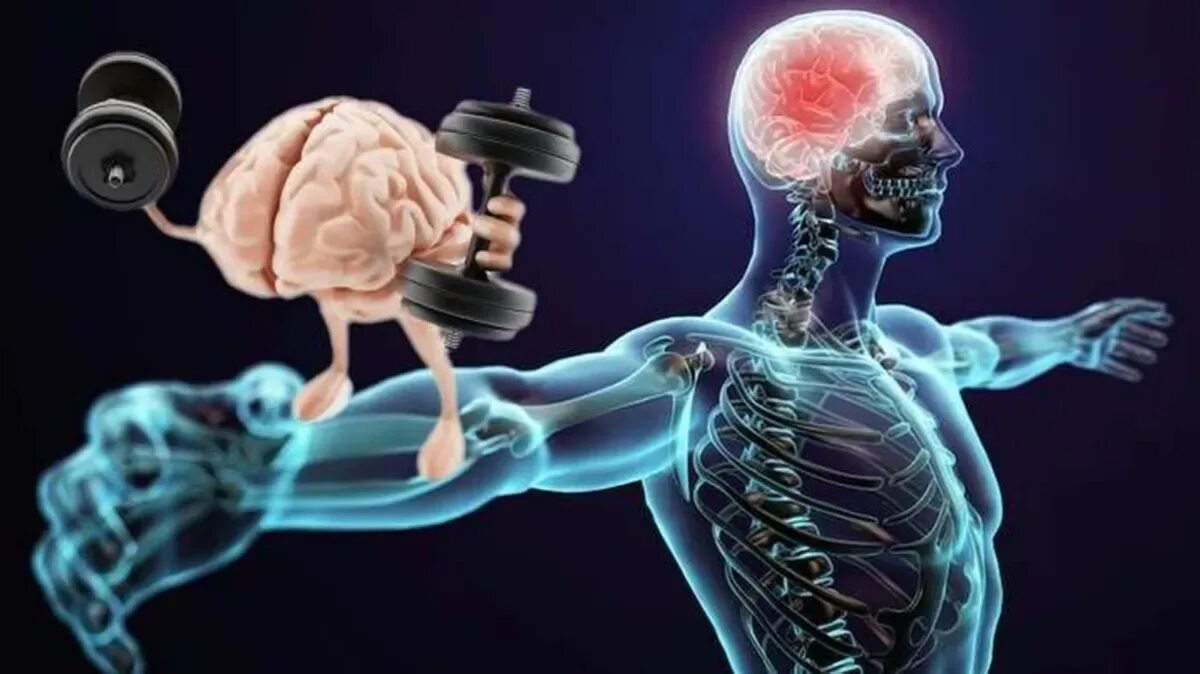 Нервная система человека память. Виды памяти двигательная. Мозг и движение. Накаченный мозг. Мозг и тело.