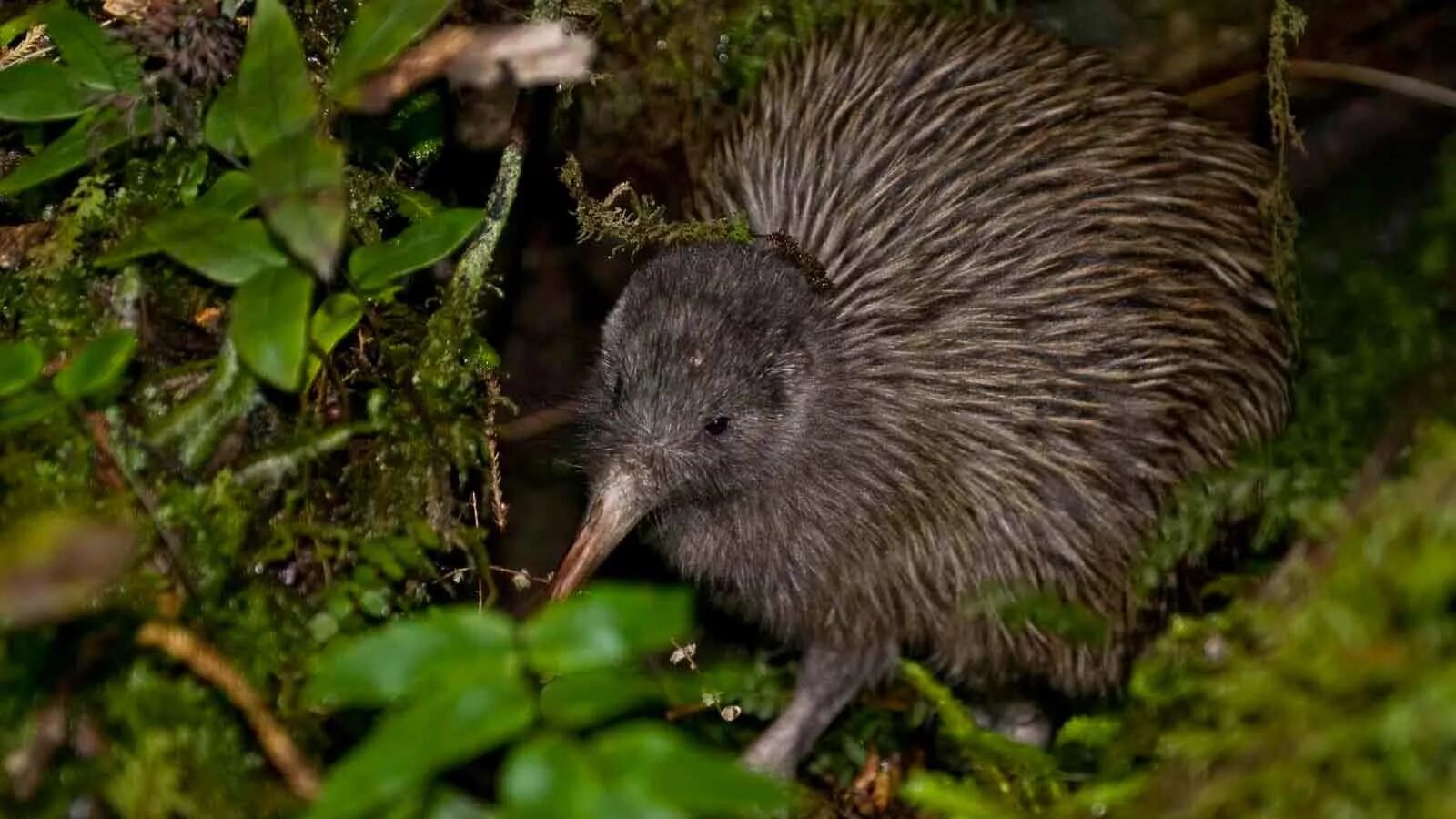 какапо нелетающие птицы. морские львы. животные новой зеландии. нелетающие птицы новой зеландии киви. животные новой зеландии.