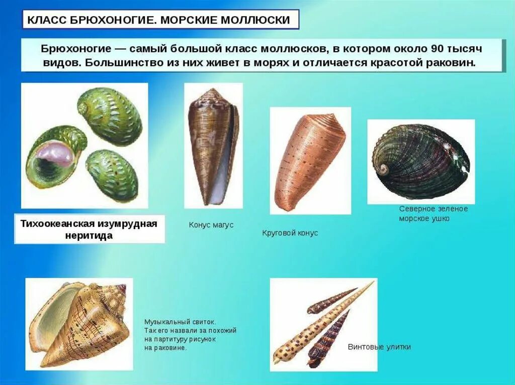 Форма раковины брюхоногого моллюска. Морские брюхоногие моллюски представители. Типы раковин брюхоногих моллюсков. Строение раковины брюхоногих моллюсков.