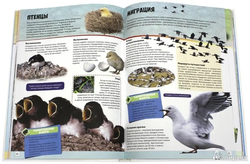 большая книга здоровья махаон. большая книга зверей. киты и дельфины книжка мир животных. большая энциклопедия животного мира издательство росмэн. большая книга мир животных.