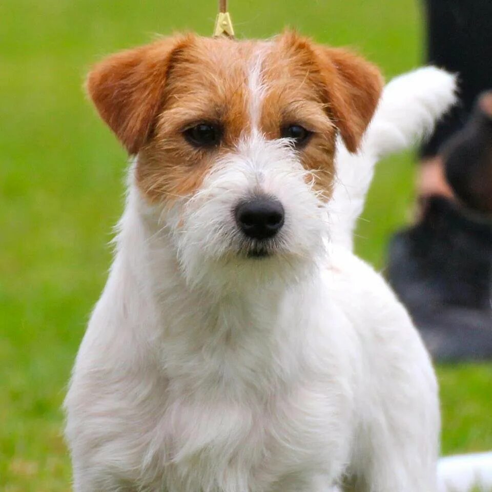 Парсен-рассел длинношерстный. Жесткогерсиный джекрасселтертер. Жесткошерстный рассел терьер. Джек-рассел-терьер жесткошерстный. Жесткошерстный рассел терьер.