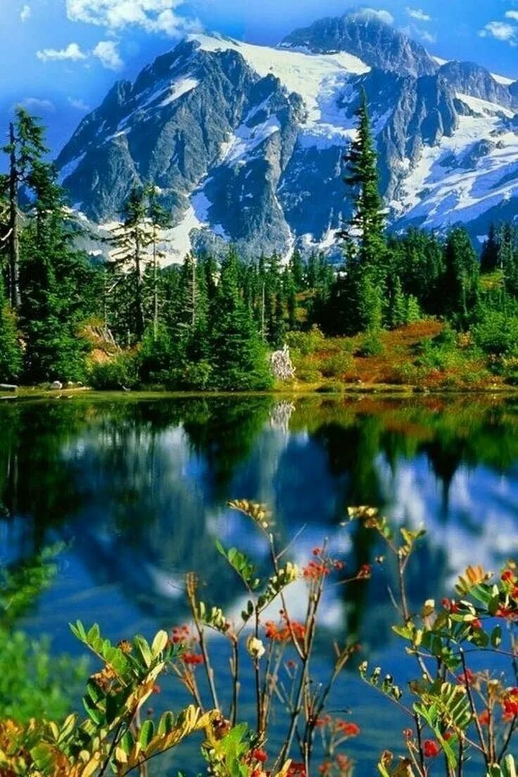 Природа вертикальные. Природа. Красота природы. Березовая роща с озером. Красивая яркая природа.