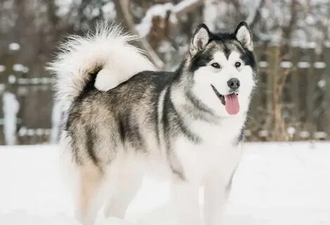 Лайка бейби