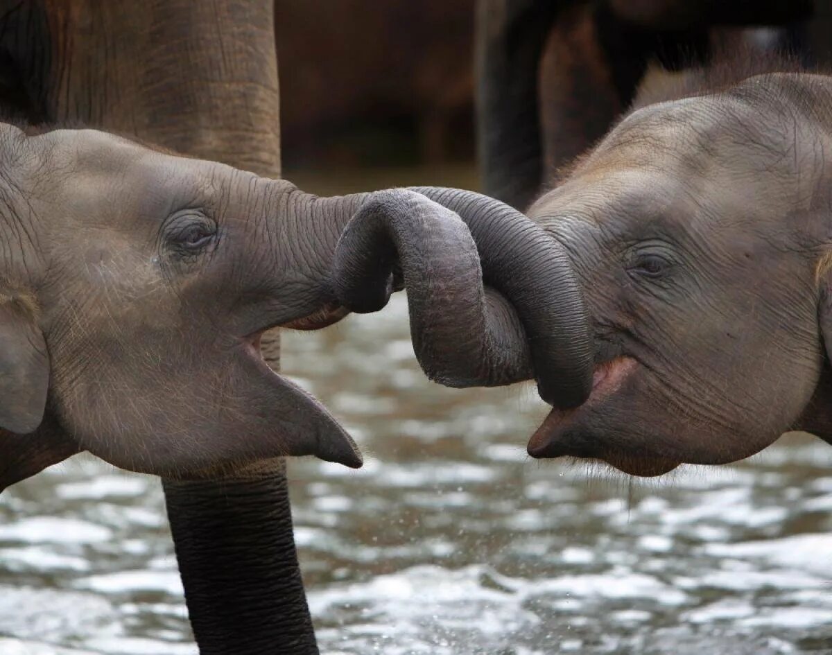 Слоны обнимаются. Поцелуй слона. Слоники любовь. Приветствие слонов. Elephant friends