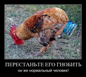 Чего боятся петухи