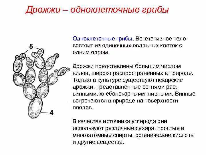 В каких биотехнологиях используют одноклеточные грибы. Строение гриба дрожжи 5 класс. Одноклеточные грибы дрожжи строение. Строение дрожжей грибов. Описание дрожжей биология 5 класс.