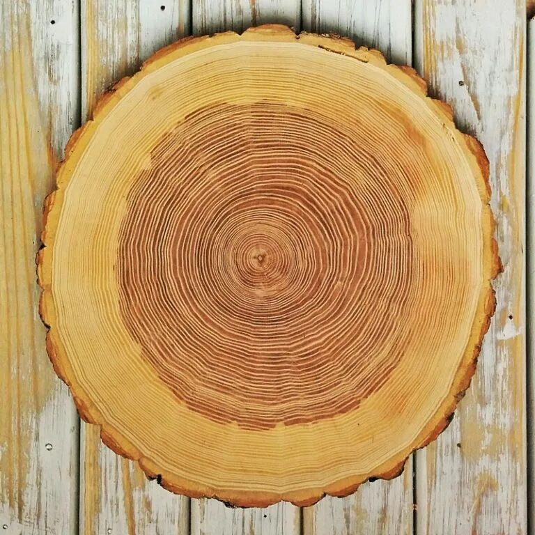 Срез дерева. Круглый спил дерева. Круглый срез дерева. Дерево в разрезе.