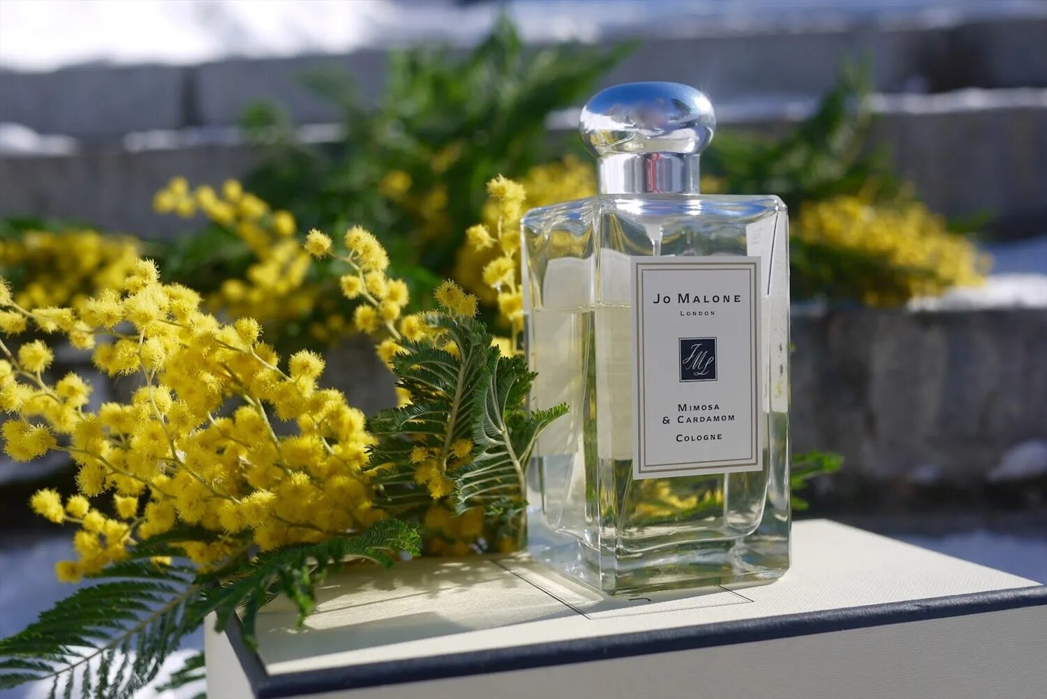 Джо Малон духи. Малон Мимоза кардамон. Jo Malone Mimosa & Cardamom 100мл;. Мимоза Джо Малон духи. Духи с запахом мимозы